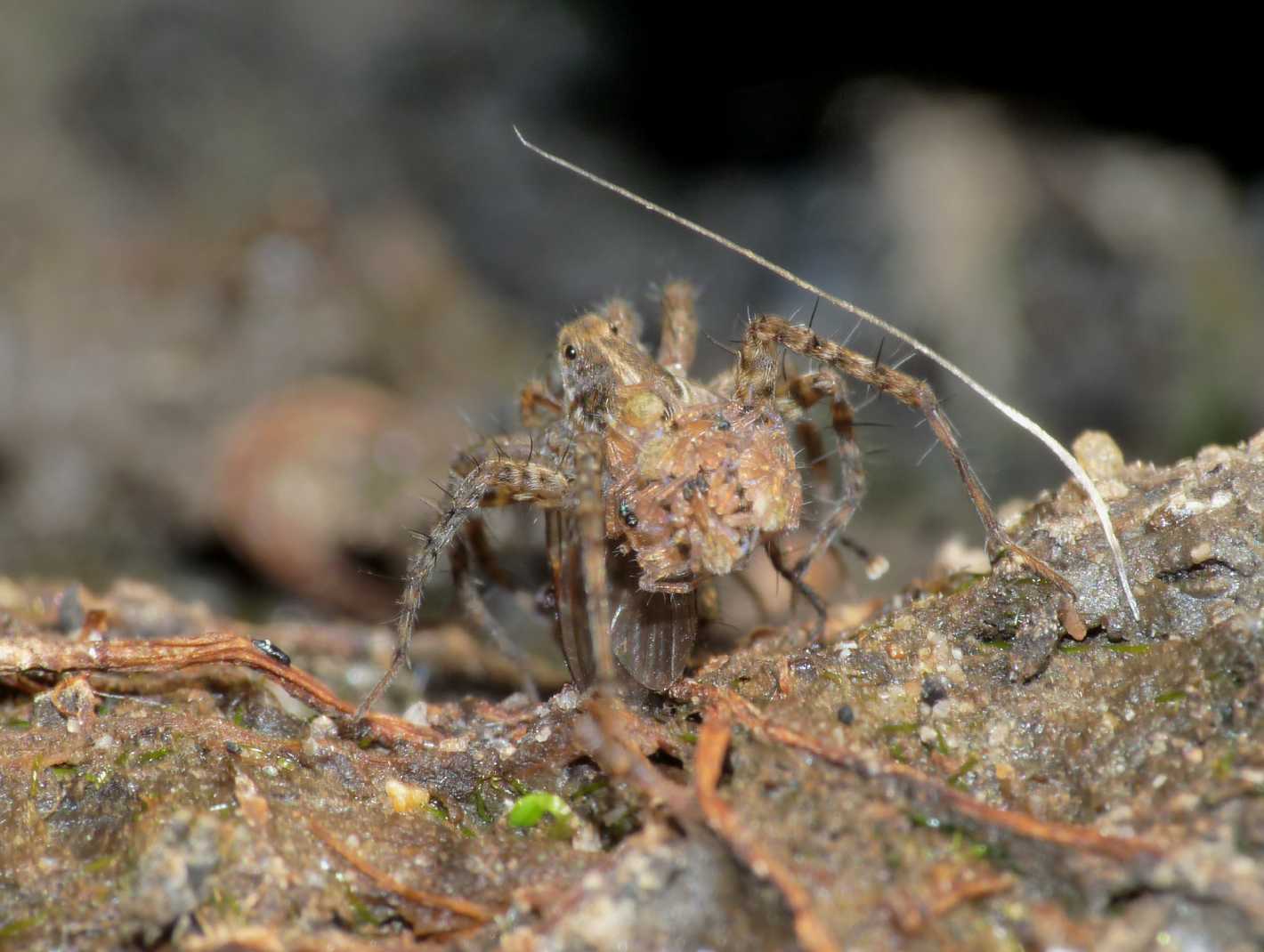 Pardosa sp.